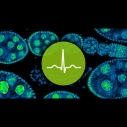 ABBERIOR LIVE  - Dyes for live cell Confocal and STED