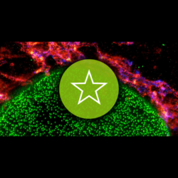 ABBERIOR STAR - Dyes for Confocal and STED